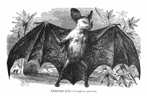 VAMPIRE BAT (Vampyrus spectrum). Wood engraving, 19th century VAMPIRE BAT (Vampyrus spectrum). Wood engraving, 19th century