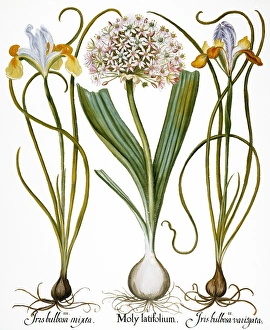 Variegated Spanish iris (iris bulbosa mixta), wild leek (moly latifolium) and another variegated Spanish iris Variegated Spanish iris (iris bulbosa mixta), wild leek (moly latifolium) and another variegated Spanish iris