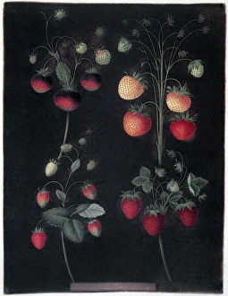 Varieties of strawberry, including the Hoboy, the Chili strawberry, the Scarlet Alpine, and the Scarlet-Flesh Pine Varieties of strawberry, including the Hoboy, the Chili strawberry, the Scarlet Alpine, and the Scarlet-Flesh Pine