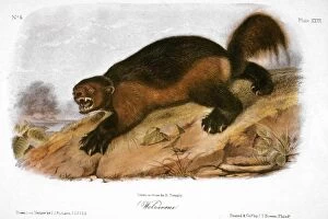 Images Dated 18th May 2010: WOLVERINE. Lithograph, 1846, after a painting by John James Audubon