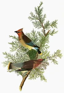 Cedar Waxwing Print, 1827-38