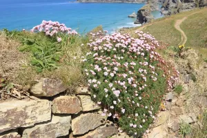 Prints of The Bedruthan Steps on the North Coast of Cornwall near St Eval; on a spring day with the Thrift or Sea Pink out in flower Images Dated 2012 May: The Bedruthan Steps Print: A Spring Day with Thrift in Bloom
