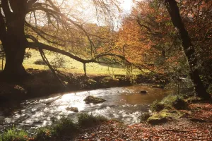 Paul Felix Photography UK Prints: Golitha Falls