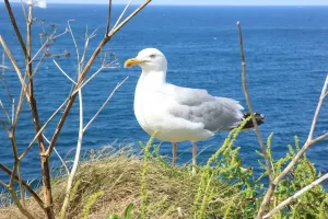 Port Isaac Prints: Print of A Sea Gull at Port Isaac