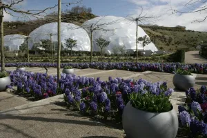 Eden Project Prints: Eden Project Cornwall Print - Large Glass Biome