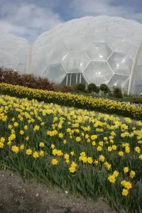 Eden Project Prints: Eden Project Cornwall Print - Large Glass Biome