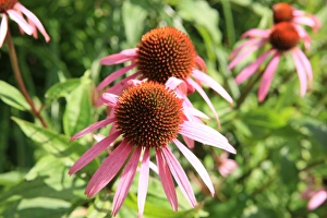 Summer Flowers Summer Flowers