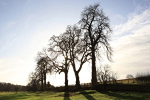 Winter Trees Print: Coln Valley Silhouette