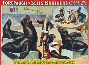 Forepaugh & Sella Brothers 1900s seals performing entertainers bros Forepaugh & Sella Brothers 1900s seals performing entertainers bros