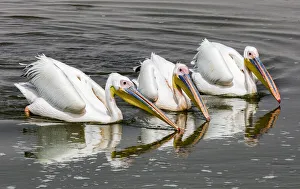 Namibia/walvis bay/africa atlantic ocean namibia walvis bay animal Namibia/walvis bay/africa atlantic ocean namibia walvis bay animal