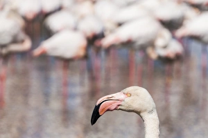 A greater flamingo at the Pont de Gau Ornithological Park, France A greater flamingo at the Pont de Gau Ornithological Park, France