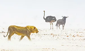 A lion, an ostrich and a wildebeest in a dust storm in Etosha National Park, Namibia A lion, an ostrich and a wildebeest in a dust storm in Etosha National Park, Namibia
