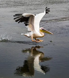A white pelican taking off at Walvis Bay, Namibia A white pelican taking off at Walvis Bay, Namibia