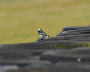 CM19 1635 Pied Wagtail CM19 1635 Pied Wagtail
