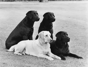 Four Labrador Retrievers in a group photograph