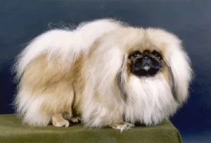 Pekingese Dog in Autumn Landscape, 1981 Print