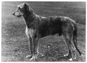 1949 English Fall Dog