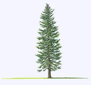 Abies grandis (Giant fir, Grand fir) Abies grandis (Giant fir, Grand fir)