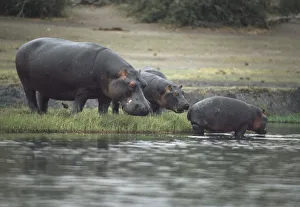 Africa, Botswana, Moremi Wildlife Reserve, group of Hippos (Hippopotamus amphibius Africa, Botswana, Moremi Wildlife Reserve, group of Hippos (Hippopotamus amphibius