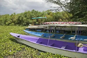 Africa, Kenya, Lake Naivasha, Fishermans Camp, tourist boats moored on lake covered with Africa, Kenya, Lake Naivasha, Fishermans Camp, tourist boats moored on lake covered with