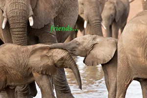 Afrique , Tanzanie, Serengenti, éléphant, faune sauvage, mammifère, savane Afrique , Tanzanie, Serengenti, éléphant, faune sauvage, mammifère, savane