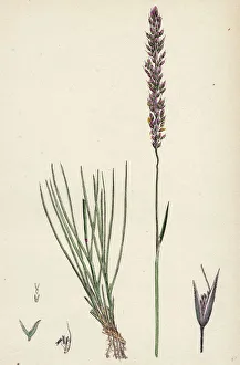 Agrostis setacea, Bristle-leaved Bent-grass Agrostis setacea, Bristle-leaved Bent-grass
