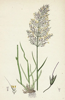 Agrostis Spica-venti, Spreading Silky Bent-grass Agrostis Spica-venti, Spreading Silky Bent-grass