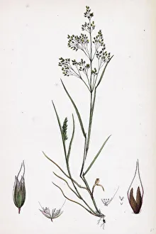 Aira caryophyllea, Silvery Hair-grass Aira caryophyllea, Silvery Hair-grass