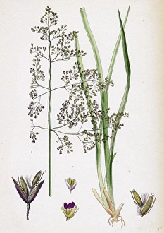 Aira eu-caespitosa, Tufted Hair-grass Aira eu-caespitosa, Tufted Hair-grass