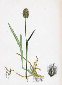 Alopecurus alpinus, Alpine Fox-tail-grass Alopecurus alpinus, Alpine Fox-tail-grass