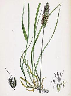 Alopecurus pratensis, Meadow Fox-tail-grass Alopecurus pratensis, Meadow Fox-tail-grass