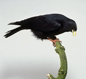 Alpine Chough (Pyrrhocorax graculus) perching on branch showing black plumage and yellow Alpine Chough (Pyrrhocorax graculus) perching on branch showing black plumage and yellow