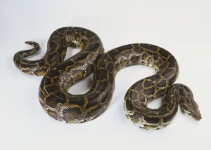 Prints of Burmese Python (Python molurus), brown snake curled in S-shape, high angle view Brown Snake Prints: Burmese Python Print, S-Shaped Brown Snake