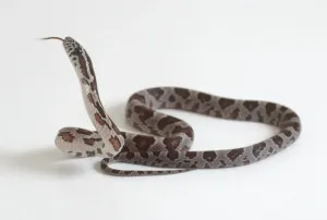 Prints of Newly hatched python hissing, close-up Brown Snake Prints: Newly Hatched Python Print