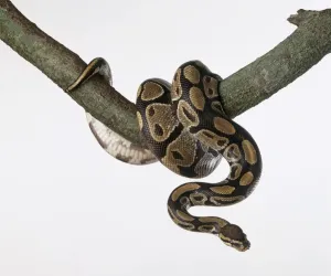 Prints of Royal python (Python regius), curled up around a tree branch Royal Python Prints: Royal python curled up around a tree branch Print