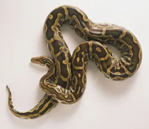 Burmese Python Print