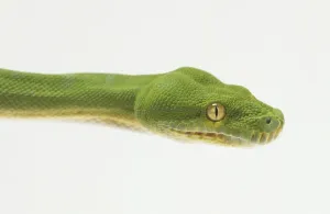 Tropical Rainforest Reptiles Prints: Close-up of the head of a Green Tree Python
