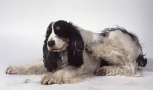 White Background Dog Photos Prints: Cocker Spaniel using back leg to scratch shoulder