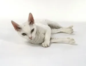 Studio Photography Of Pets Prints: White Devon Rex cat lying on side, looking at camera