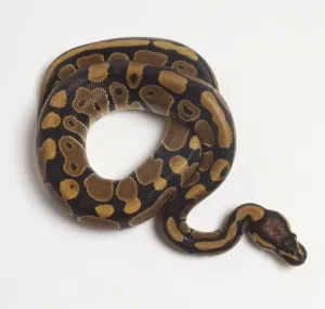 Prints of Coiled Ball Python or Royal Python (Python regius), view from above Royal Python Prints: Coiled Ball Python Print
