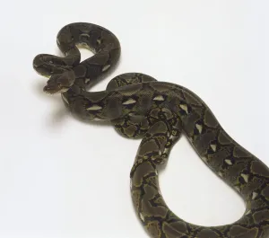 Prints of Reticulated Python (Python reticulatus), elevated view Reticulated Python Prints: Reticulated Python Print