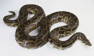 Python Prints: Burmese Python Print, View from Above