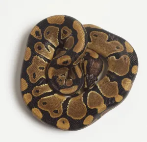 Prints of Tightly coiled Ball Python or Royal Python (Python regius), view from above, close up Royal Python Prints: Print of a Tightly Coiled Ball Python
