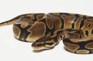 Prints of A coiled Royal Python with its head at the centre, for maximum protection Snake Prints: Coiled Royal Python Print