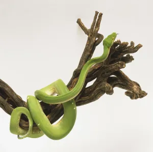 Green Tree Python Prints: Green Tree Python Print