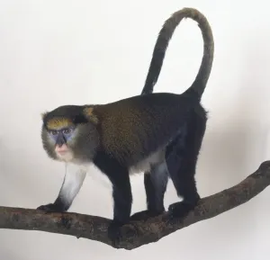 Mona Monkey Prints: Mona Monkey Print