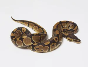 Studio Shot Animal Images Prints: Overhead view of a Royal Python