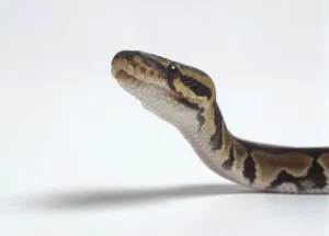Prints of Royal Python (Python regius) raising its head, close-up, side view Royal Python Prints: Royal Python Profile Print