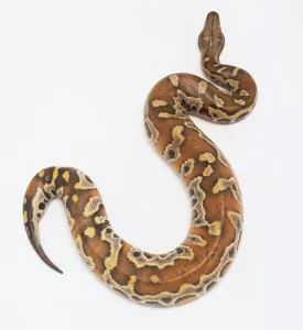 Prints of Pythonidae, Python curtus, Blood python Animal Prints: Blood python print