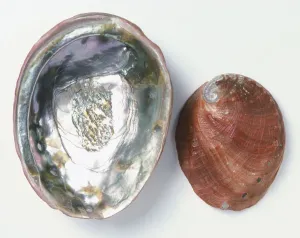 Invertebrate Photography Prints: Upper and underside view of Red Abalone shell